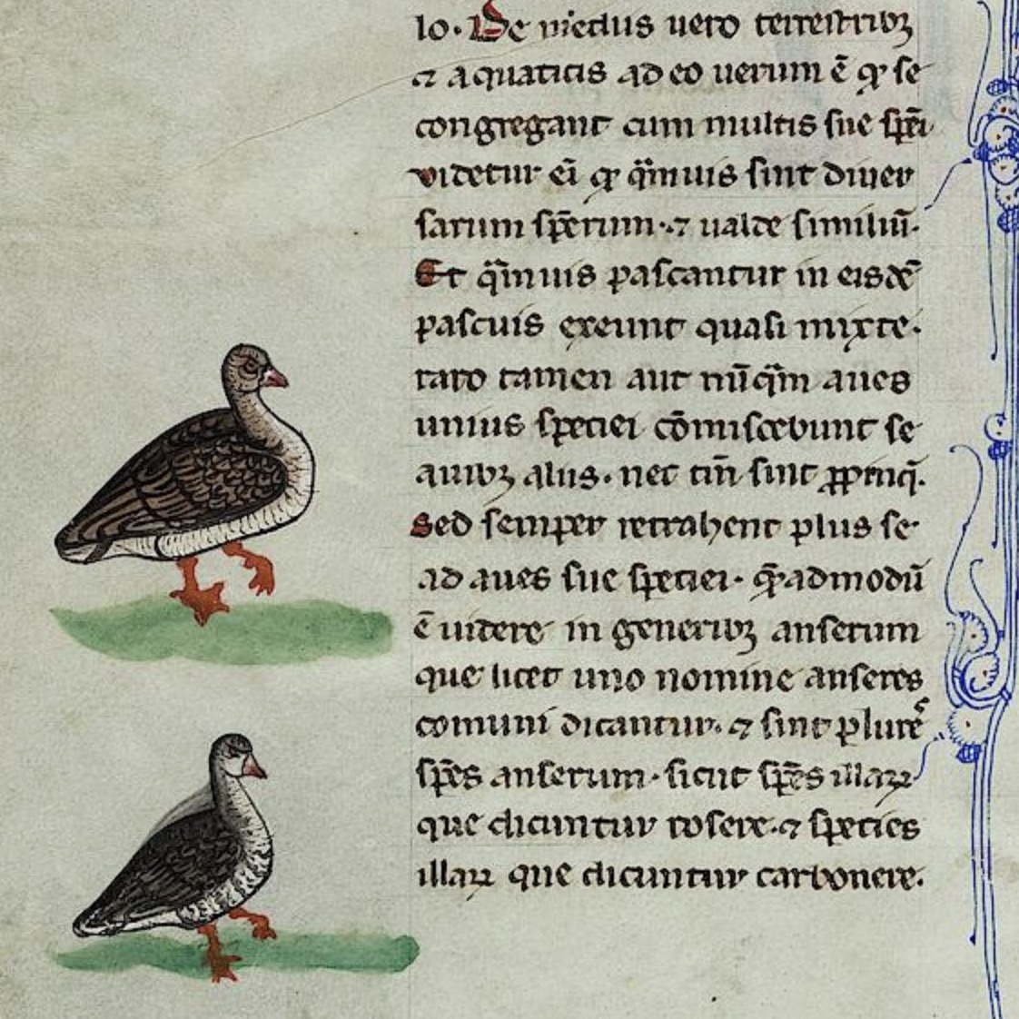 A page from "De Arte Venandi cum Avibus", with pictures in the margins of barnacle geese. In the book, Frederick describes an investigation debunking the Medieval myth that barnacle geese formed from barnacles on the planks of ships in the Arctic.