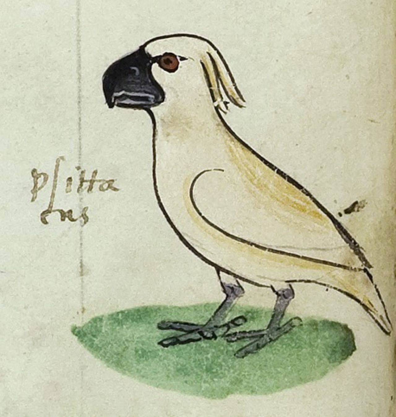 A cockatoo, which Frederick II received as a gift from "The Sultan of Babylon", depicted in "De Arte Venandi cum Avibus", and labelled as "Psittacus" ("Parrot").